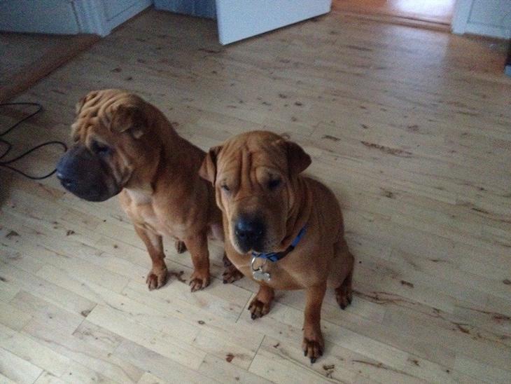 {{currentPhoto.altText}} billede {{currentPhoto.number}}