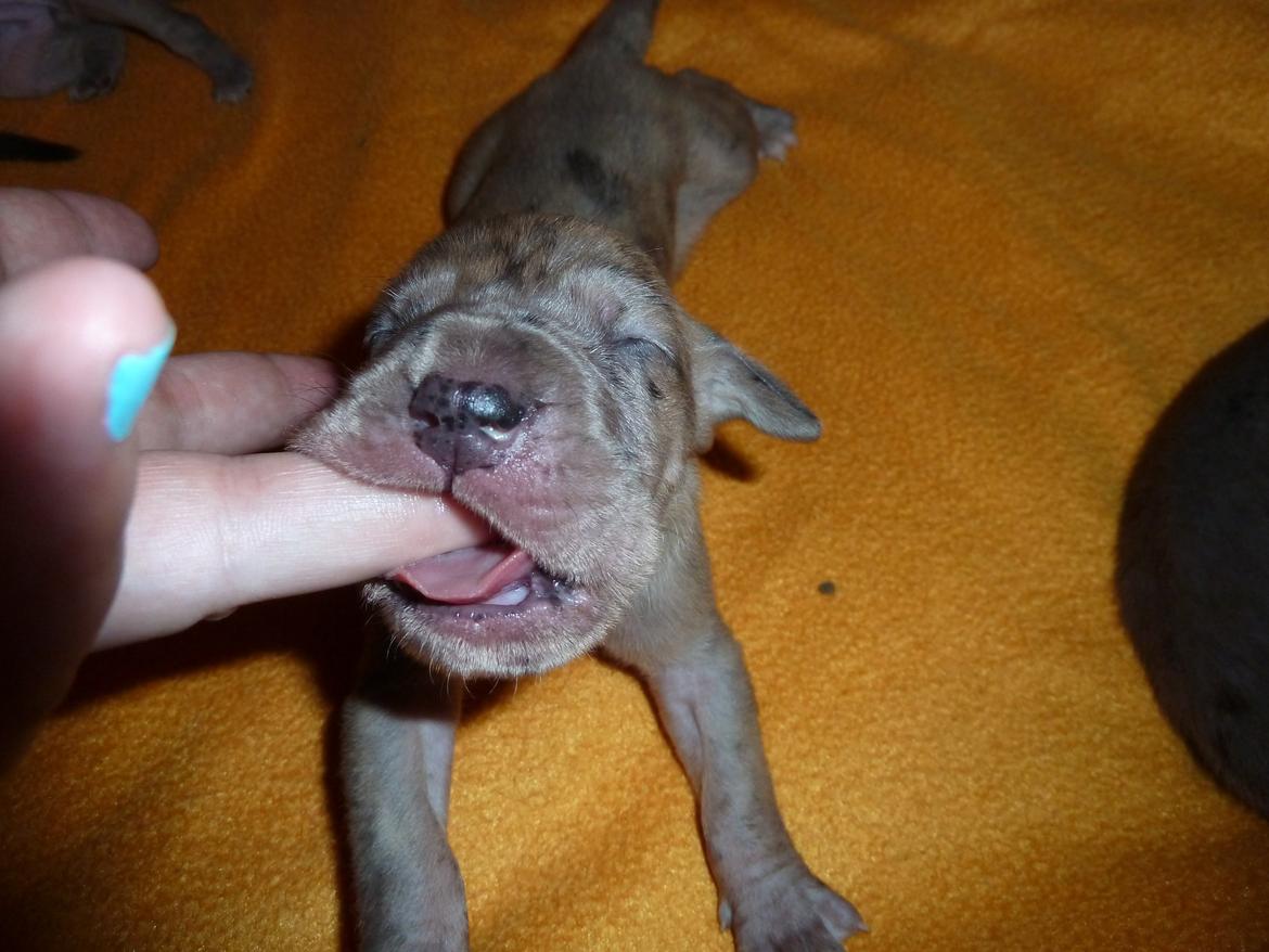 Grand danois hvalpe - Fawn dreng spiser min finger billede 20