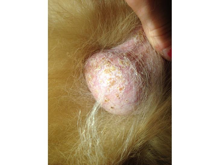 {{currentPhoto.altText}} billede {{currentPhoto.number}}