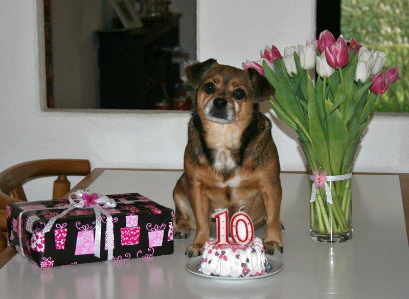 Ved navn Belyse Transcend Lillys 10 års fødselsdag - Diverse hund - Fotos fra Tinna