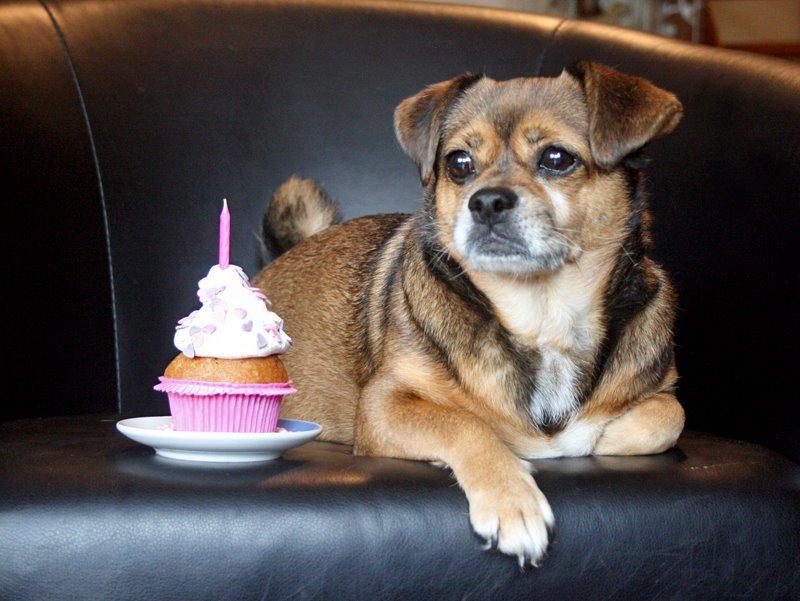 Ved navn Belyse Transcend Lillys 10 års fødselsdag - Diverse hund - Fotos fra Tinna