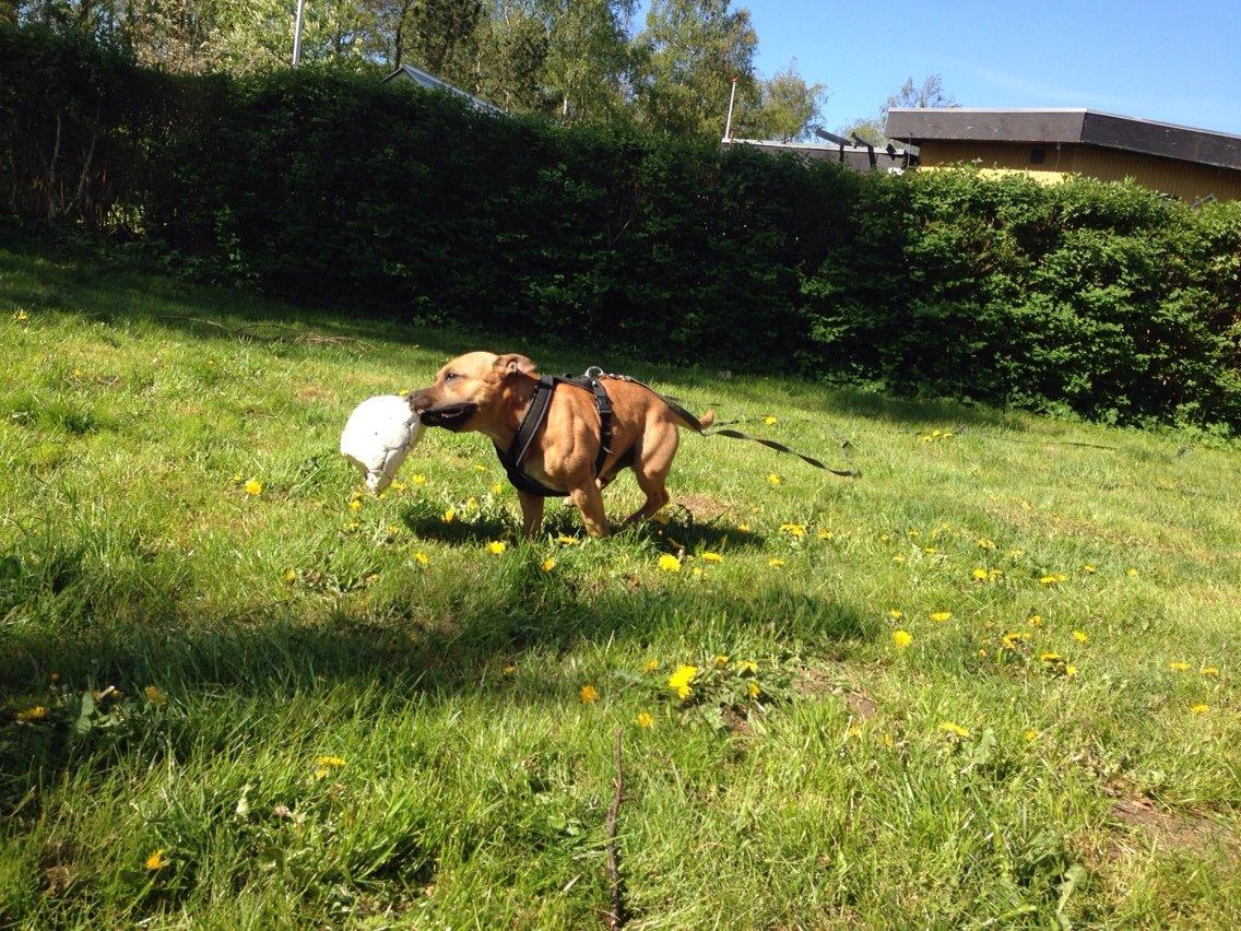 Elo`s HundeLiv billede 4