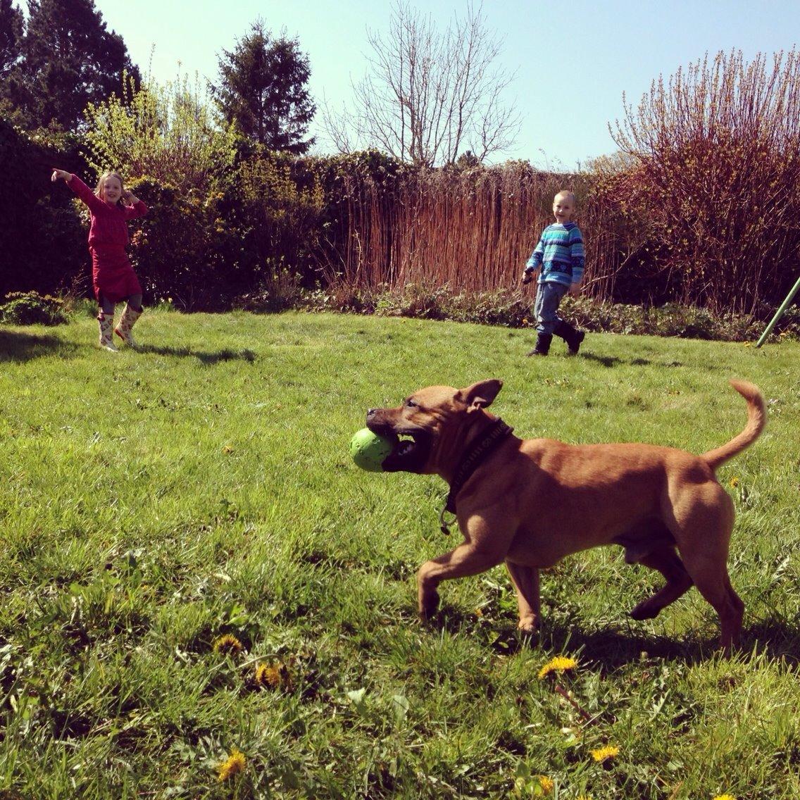 Elo`s HundeLiv billede 10