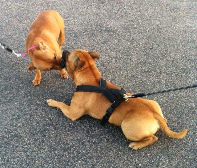 Elo`s HundeLiv billede 12