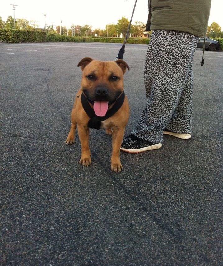 Elo`s HundeLiv billede 1