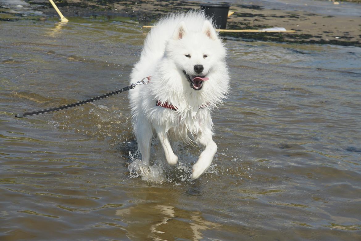 Ulbjerg Klint billede 3
