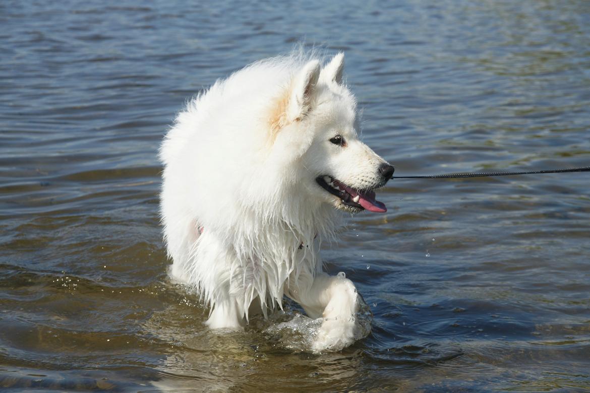 Ulbjerg Klint billede 4