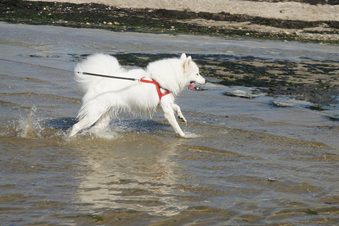 Ulbjerg Klint billede 6