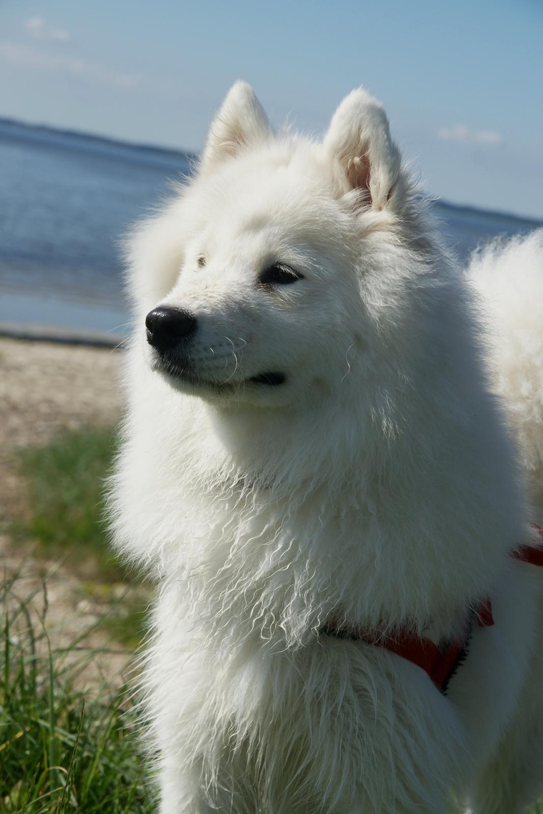 Ulbjerg Klint billede 10