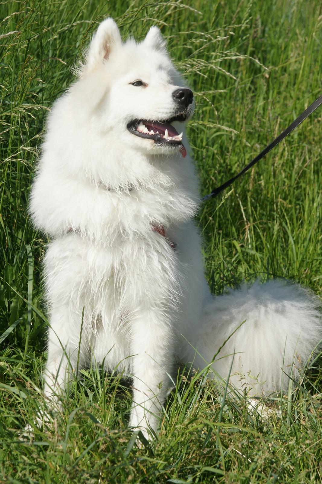 Ulbjerg Klint billede 13