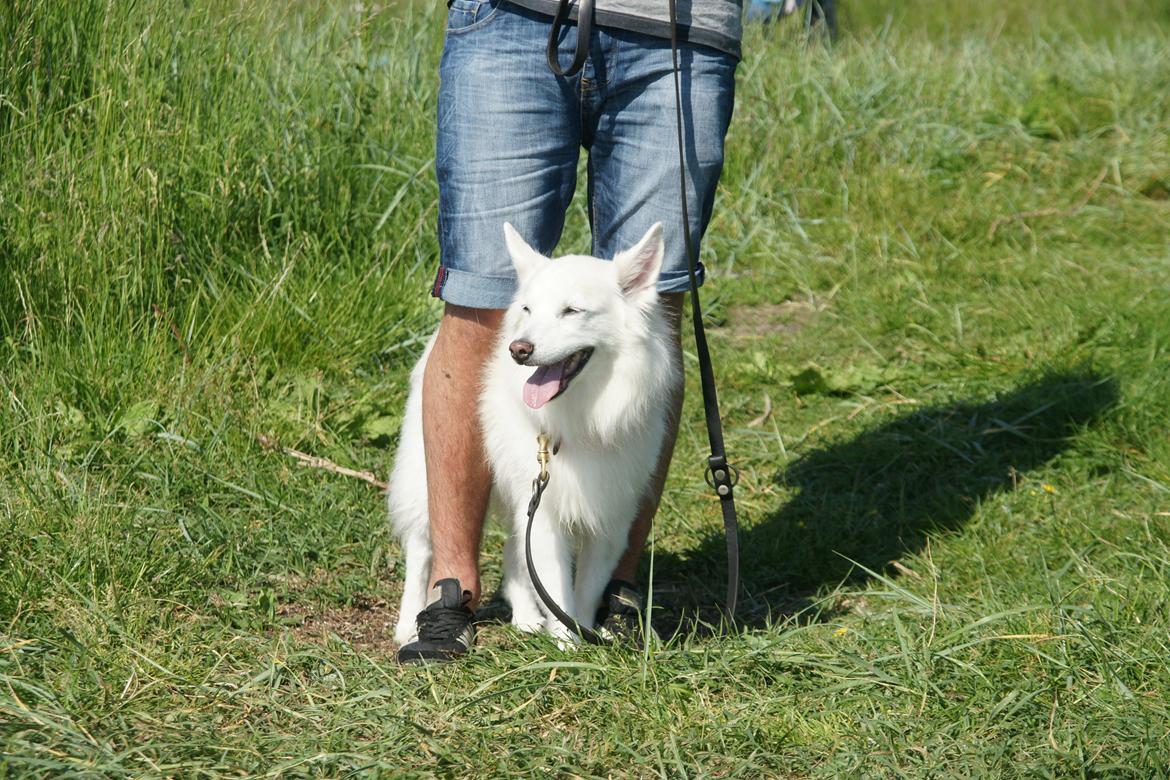 Ulbjerg Klint billede 16