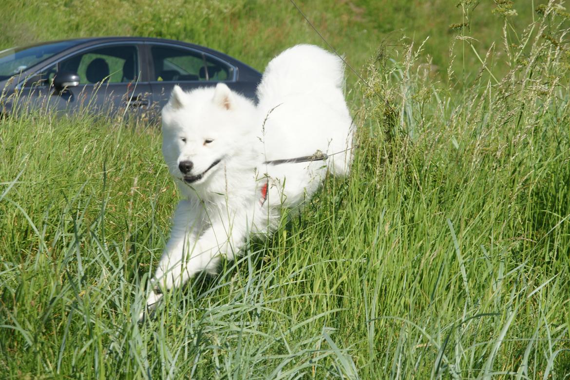 Ulbjerg Klint billede 15