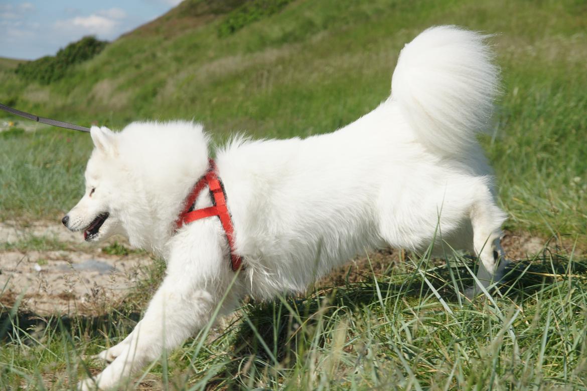 Ulbjerg Klint billede 21