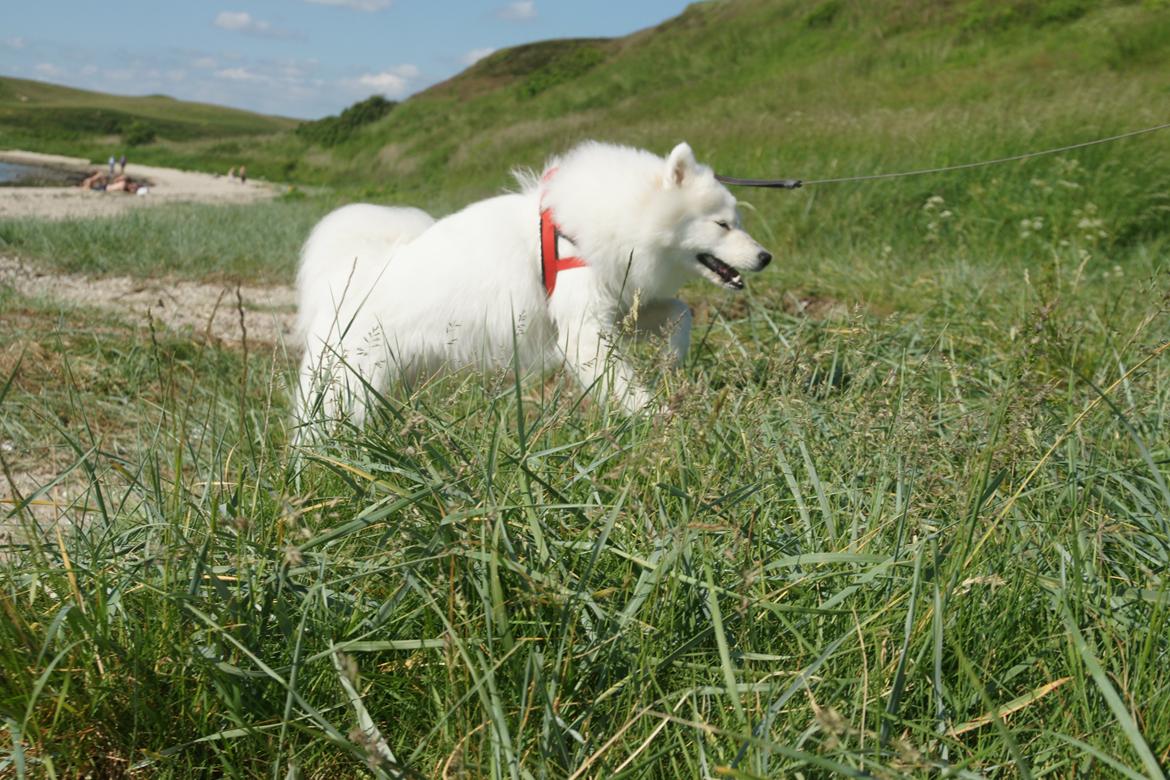 Ulbjerg Klint billede 22