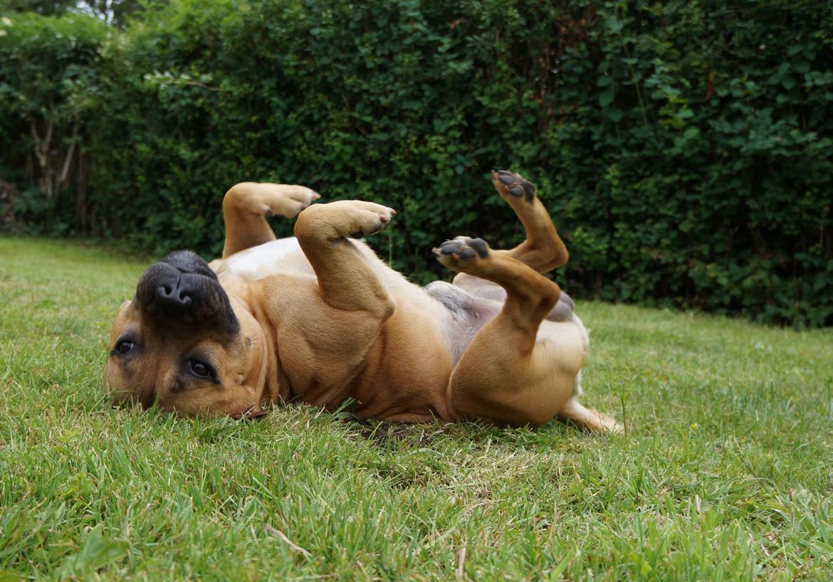 Elo`s HundeLiv billede 3