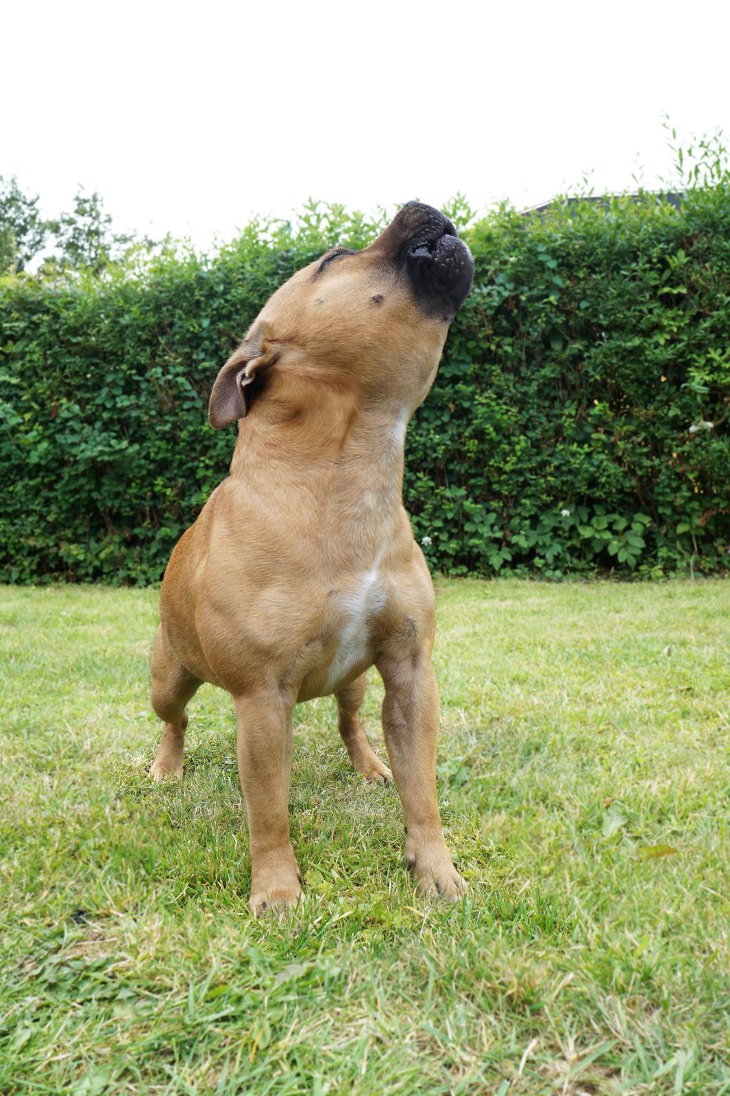 Elo`s HundeLiv billede 2