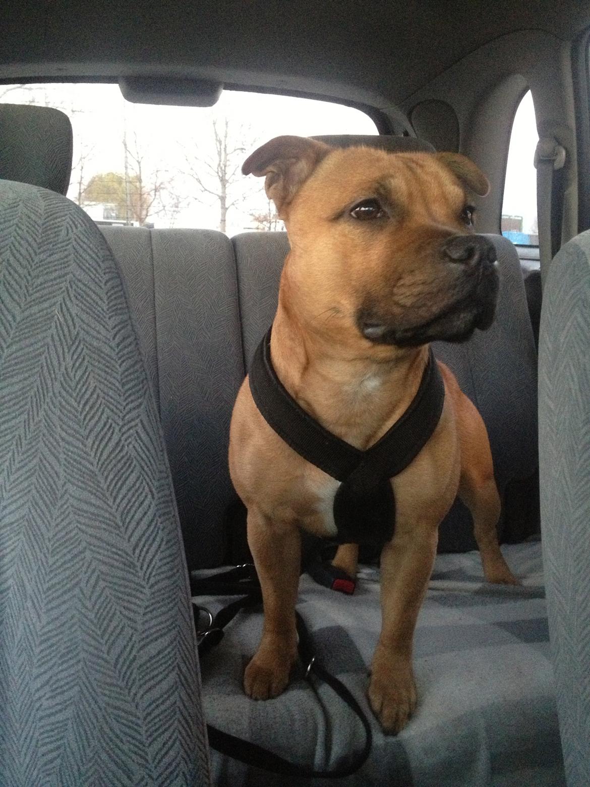 Elo`s HundeLiv billede 19