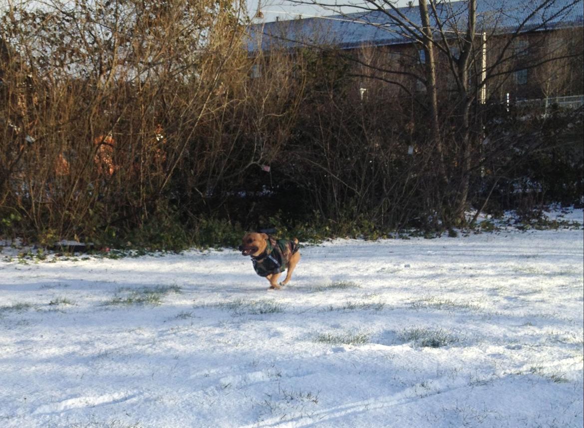 Elo`s HundeLiv billede 16