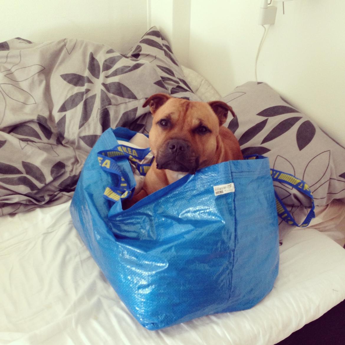 Elo`s HundeLiv billede 11