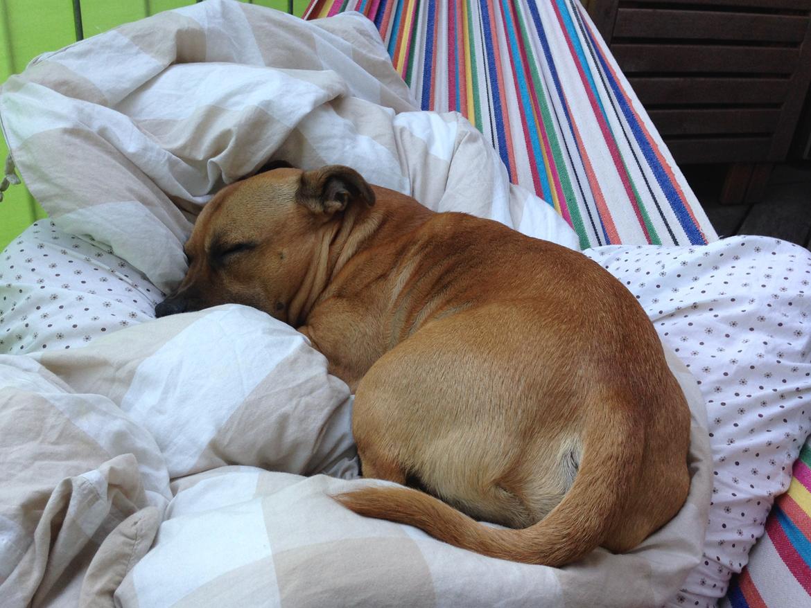 Elo`s HundeLiv billede 5