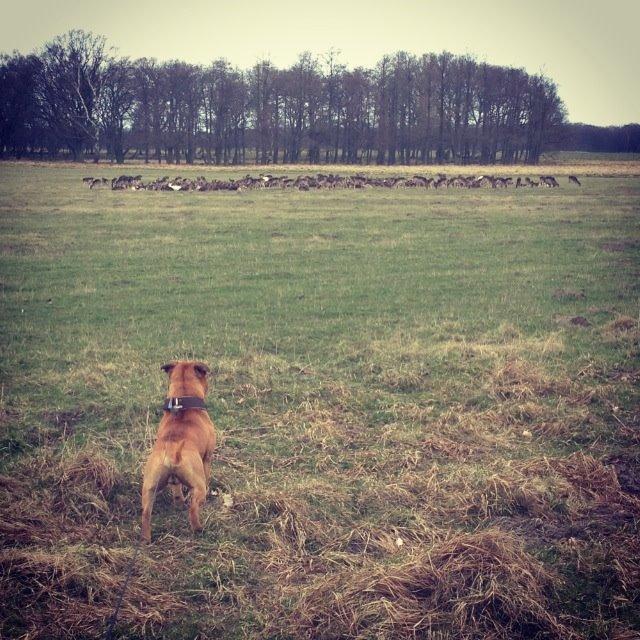 Elo`s HundeLiv billede 14