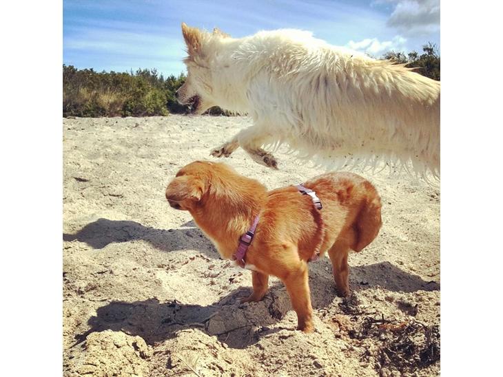 {{currentPhoto.altText}} billede {{currentPhoto.number}}