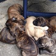 Min dejlige lille Ozzy dreng