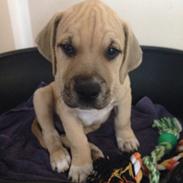 Min dejlige lille Ozzy dreng