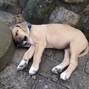 Min dejlige lille Ozzy dreng