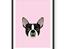 Hunde plakater - Boston Terrier