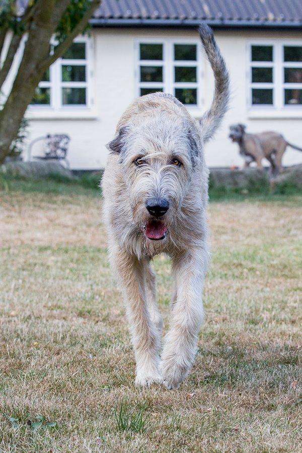 Lige børn leger bedst billede 2