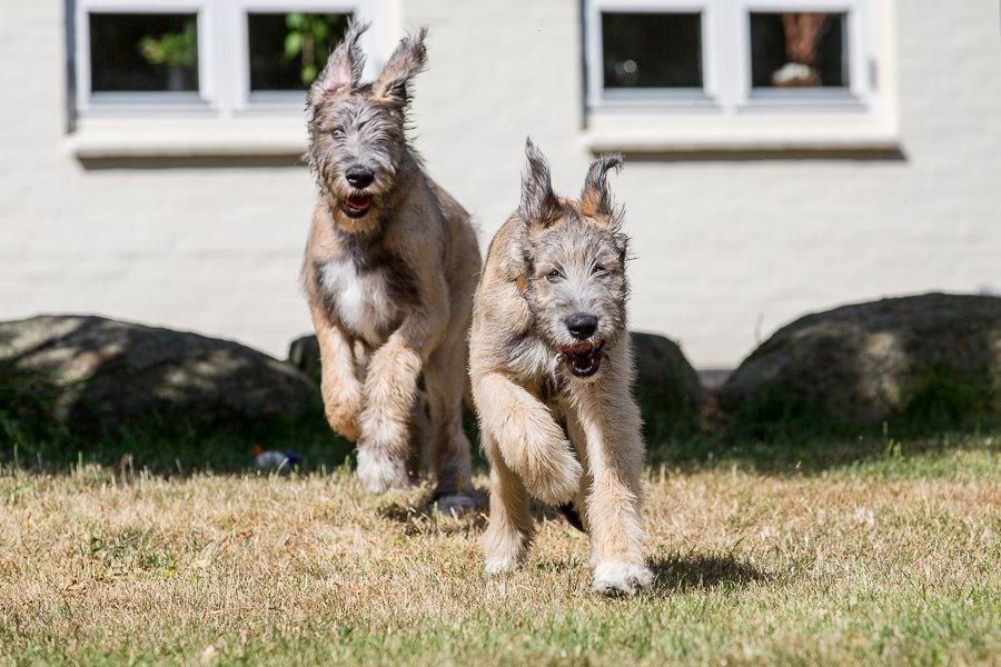 Lige børn leger bedst billede 6