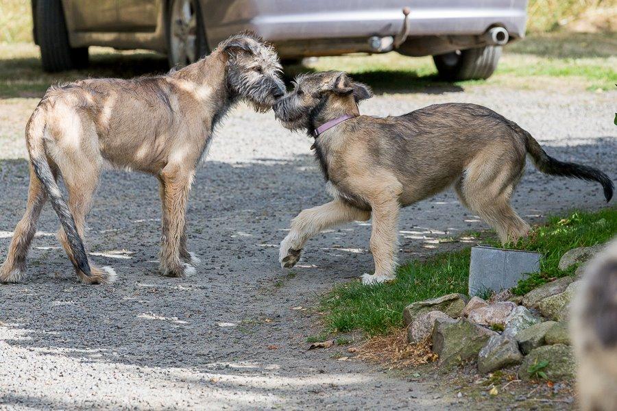 Lige børn leger bedst billede 1