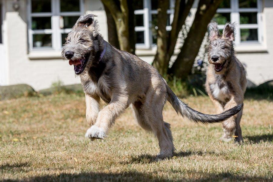 Lige børn leger bedst billede 9