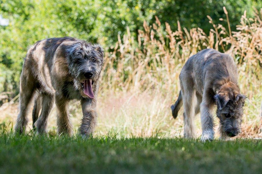 Lige børn leger bedst billede 10