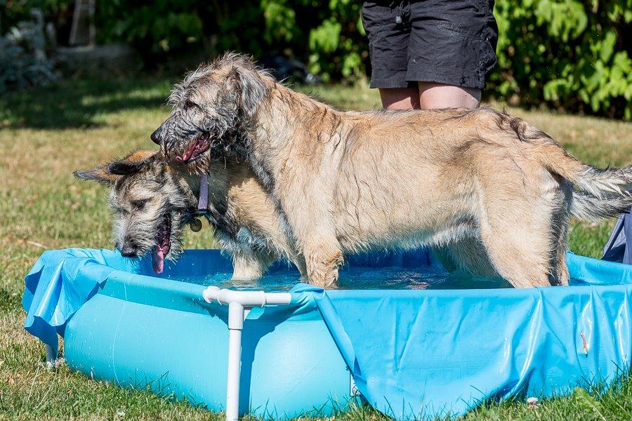 Lige børn leger bedst billede 11