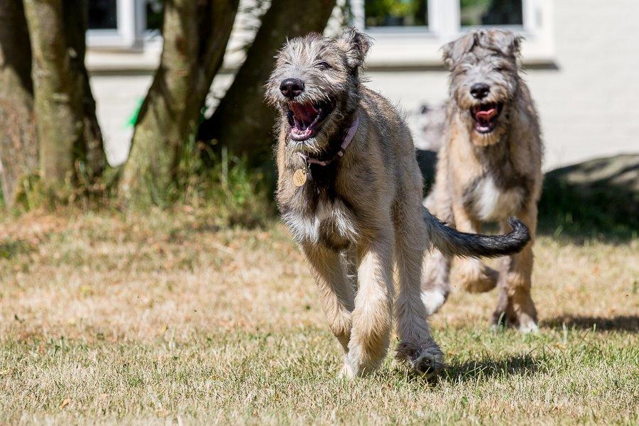 Lige børn leger bedst billede 8