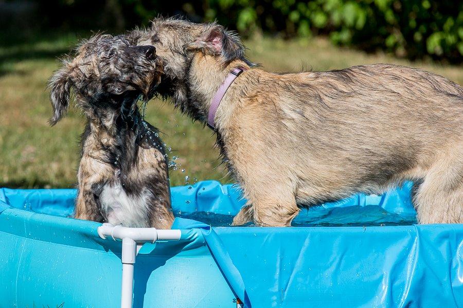 Lige børn leger bedst billede 13