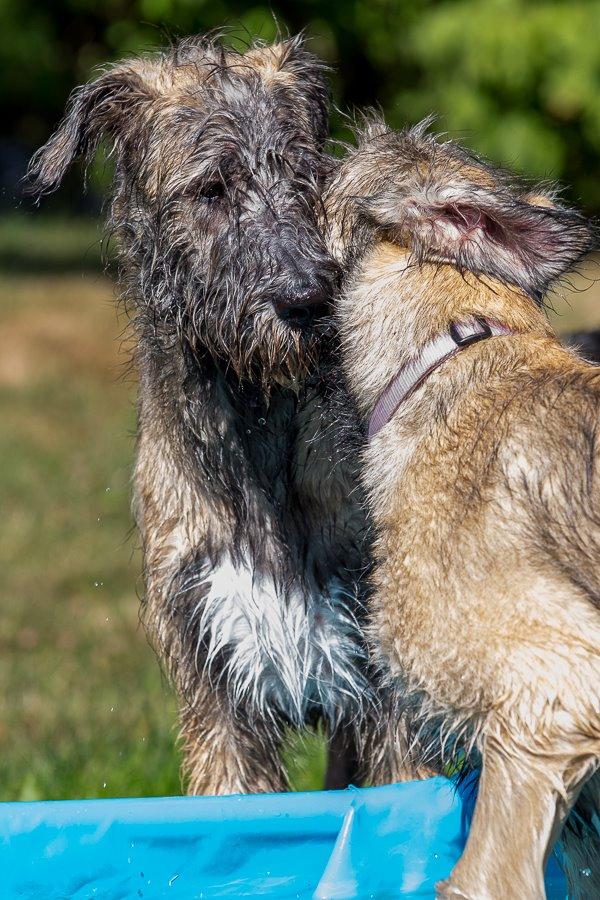 Lige børn leger bedst billede 16