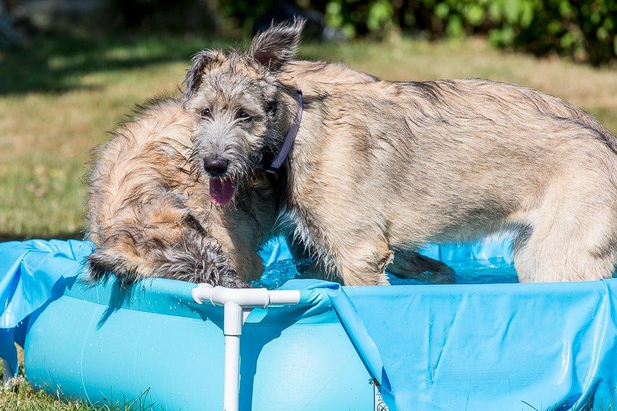 Lige børn leger bedst billede 12