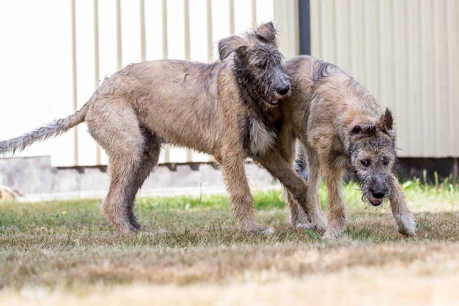 Lige børn leger bedst billede 25