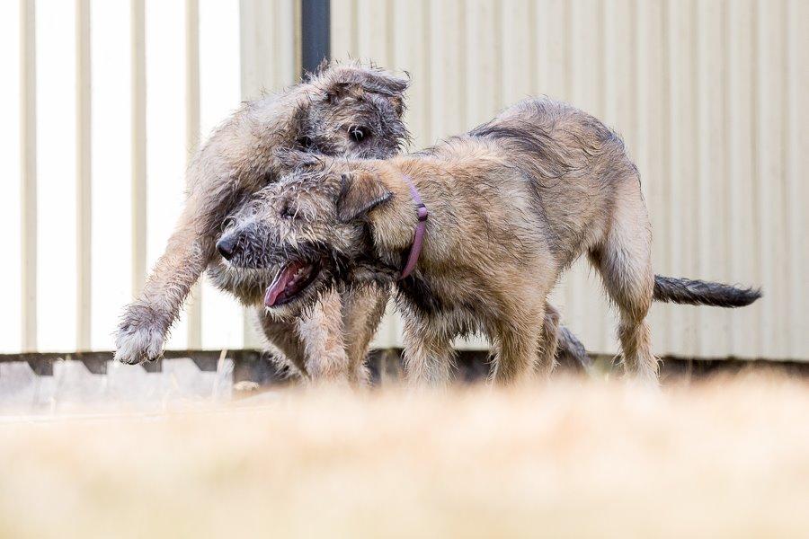 Lige børn leger bedst billede 26
