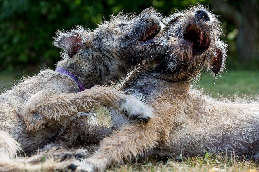 Lige børn leger bedst billede 27
