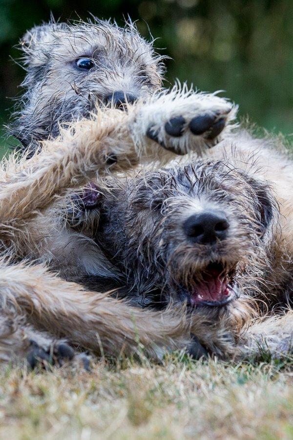 Lige børn leger bedst billede 28