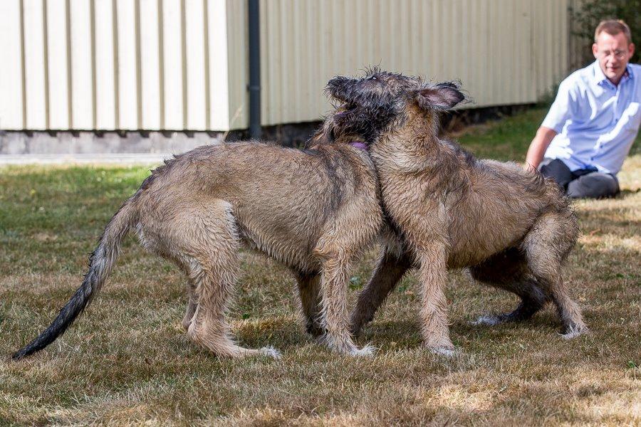 Lige børn leger bedst billede 24