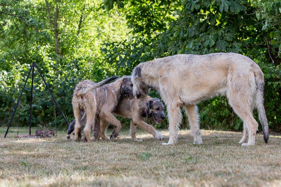 Lige børn leger bedst billede 30