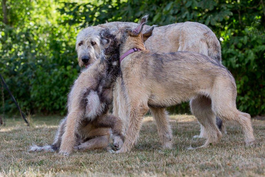 Lige børn leger bedst billede 31