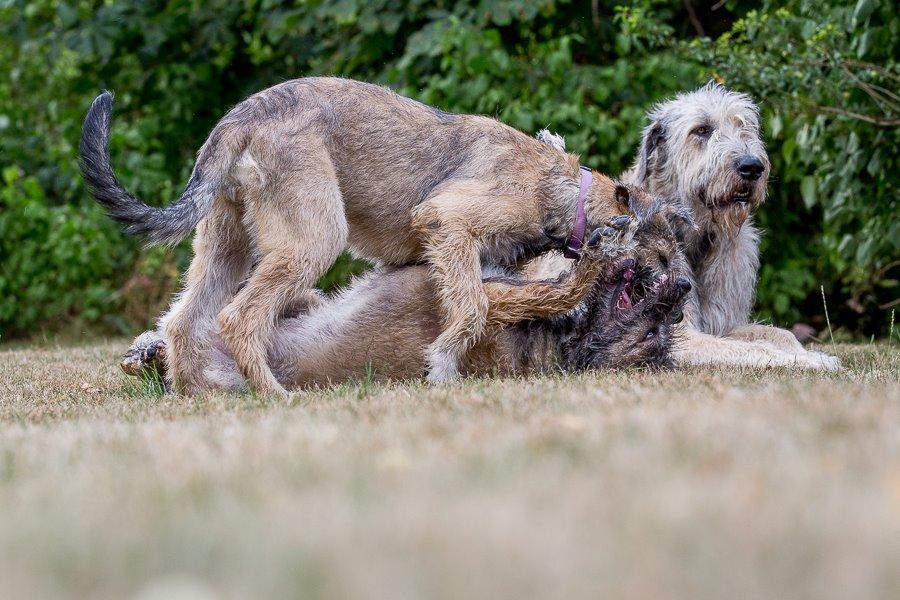 Lige børn leger bedst billede 33