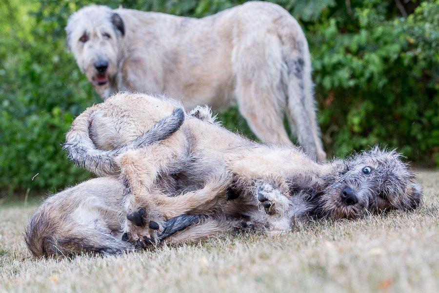 Lige børn leger bedst billede 32