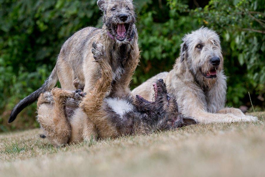 Lige børn leger bedst billede 34